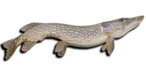 pike fish 2