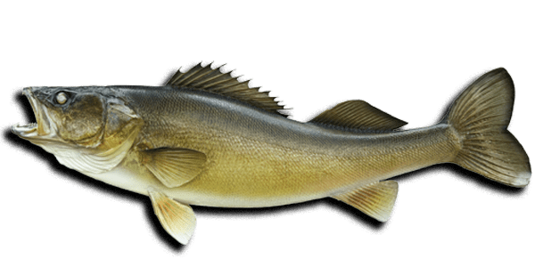 walleye 3